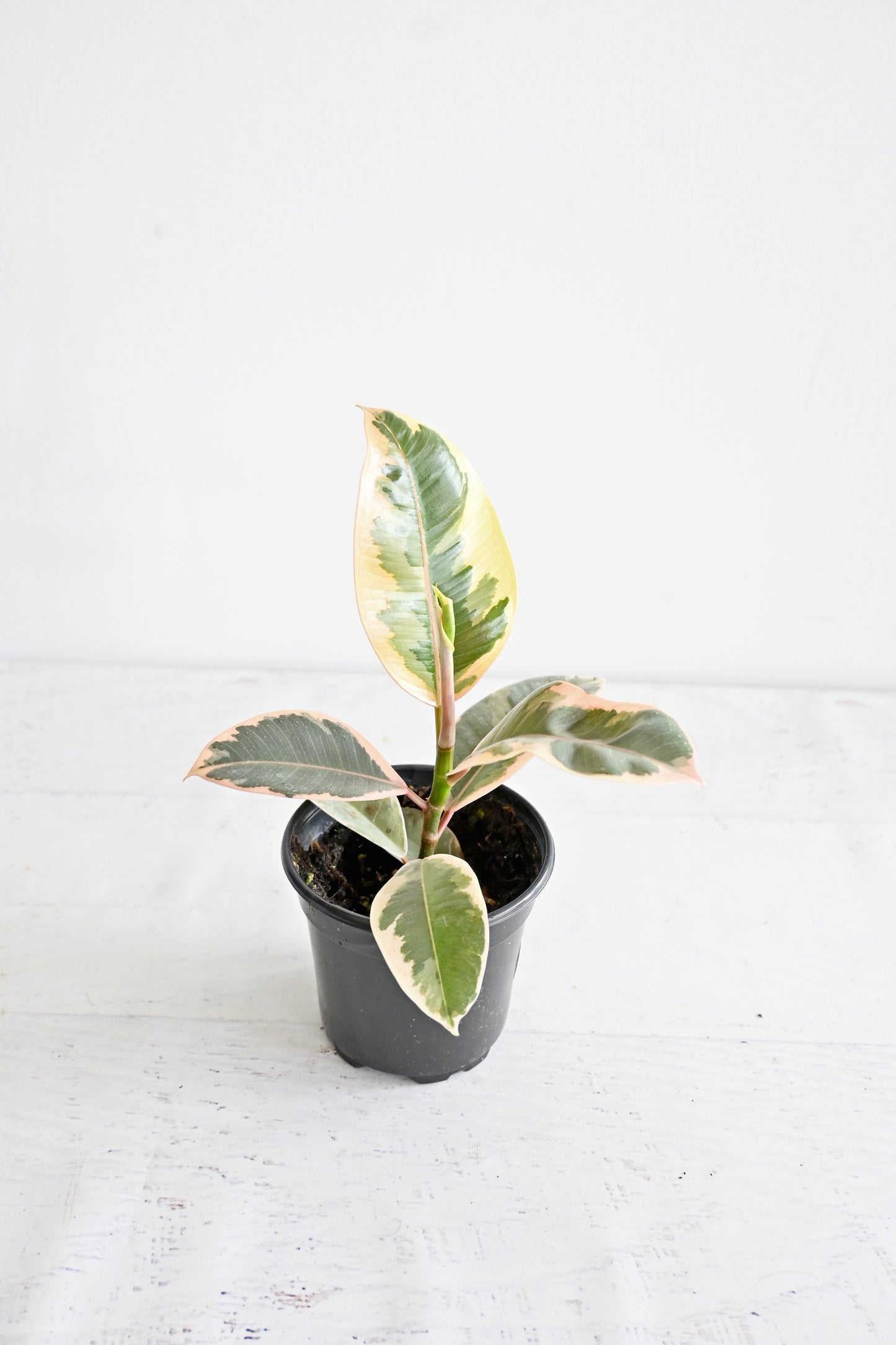 Variegated Rubber Plant