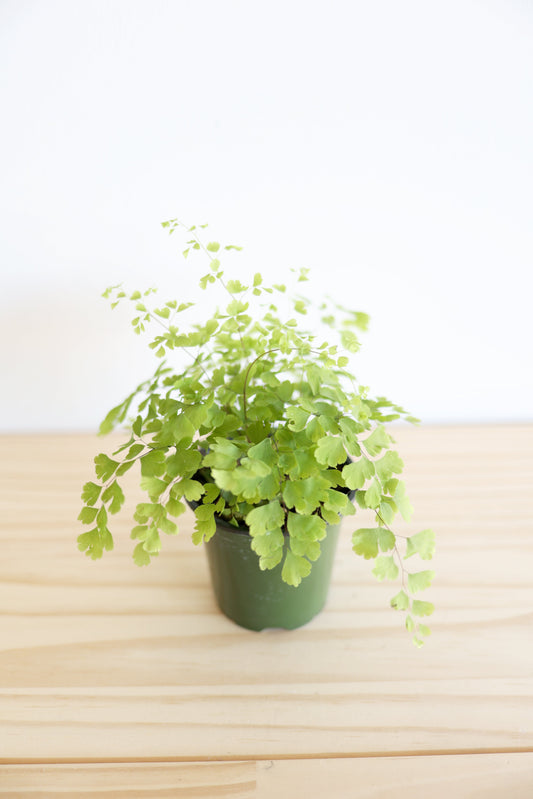 Maidenhair Fern