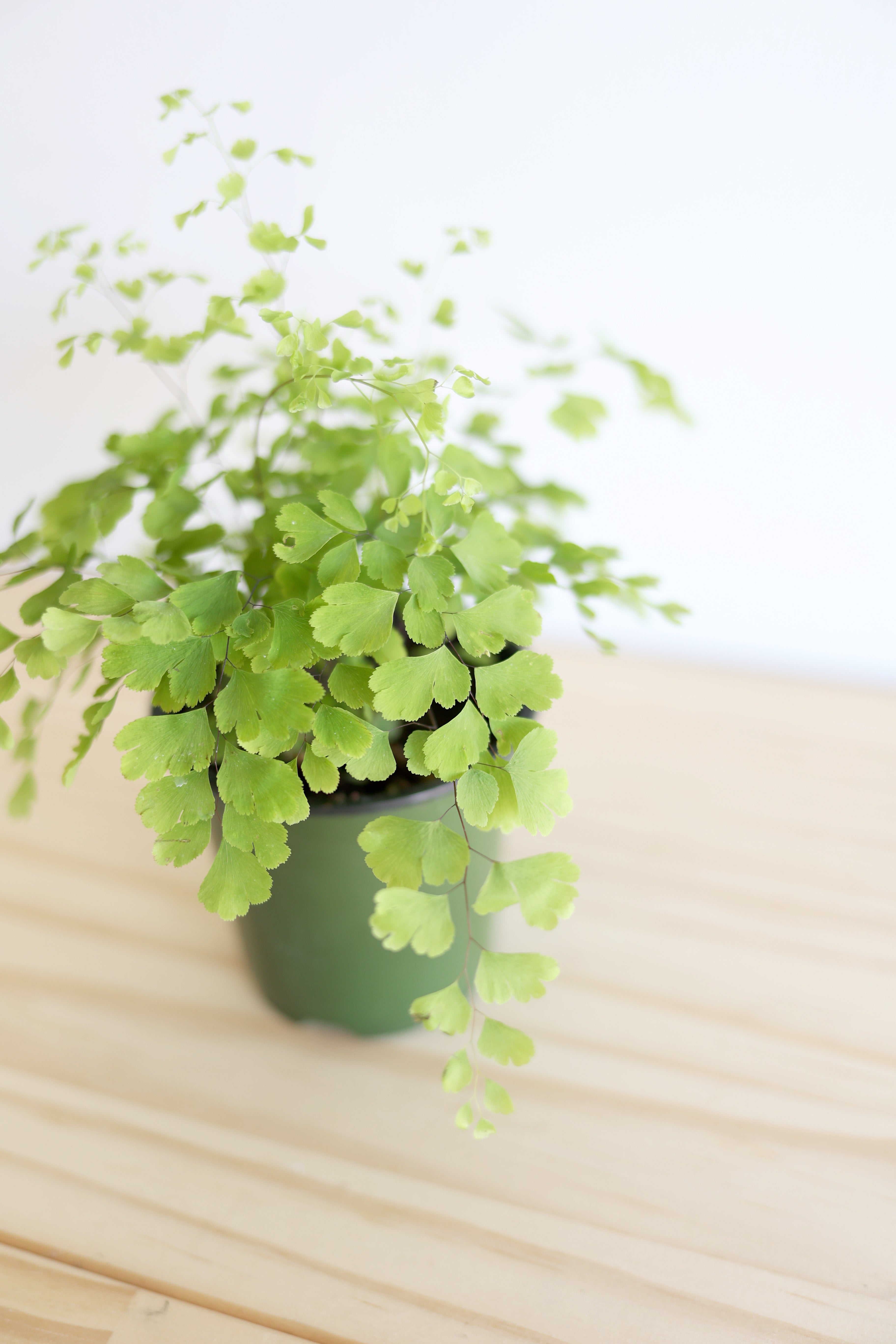 Maidenhair Fern