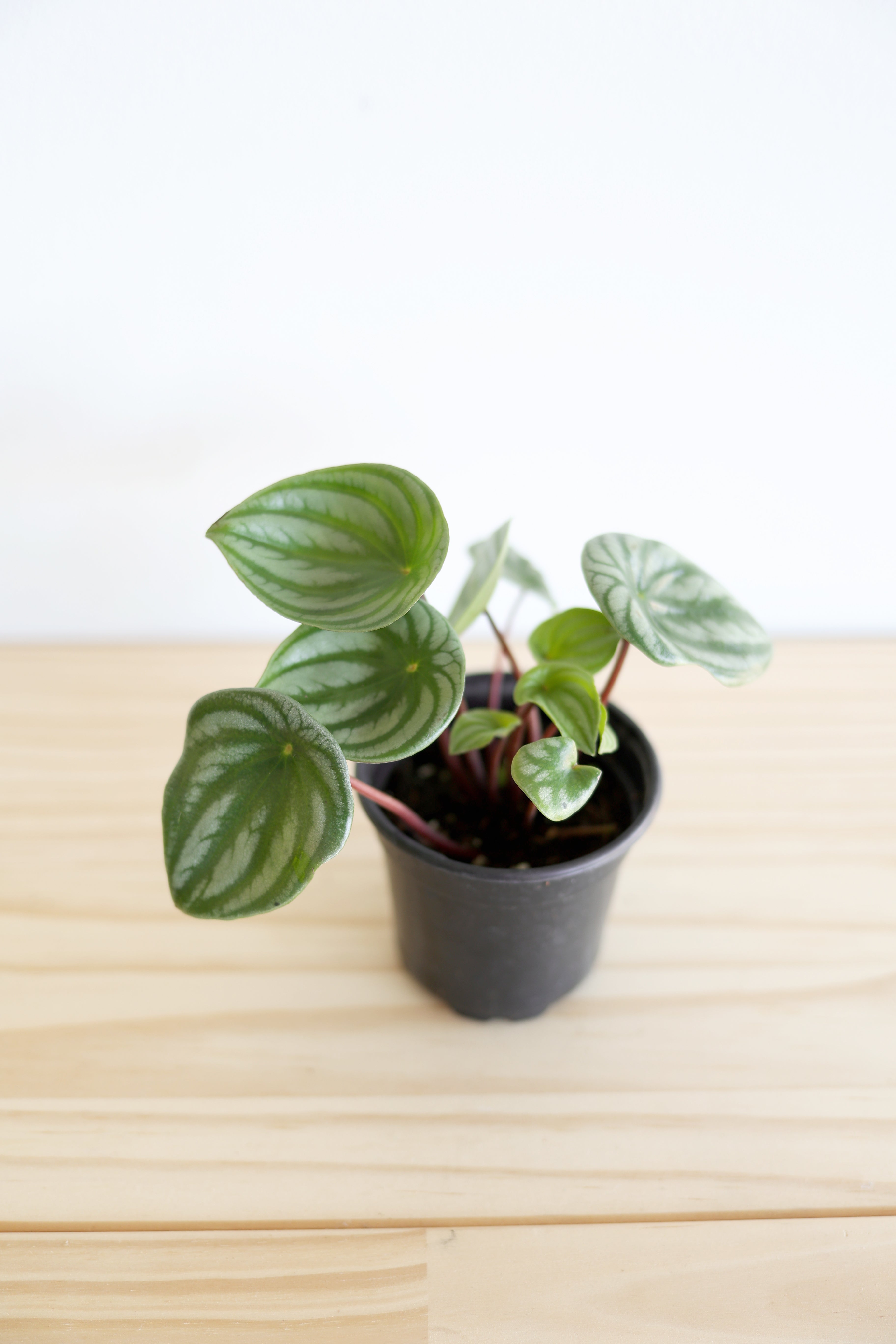 Watermelon Peperomia