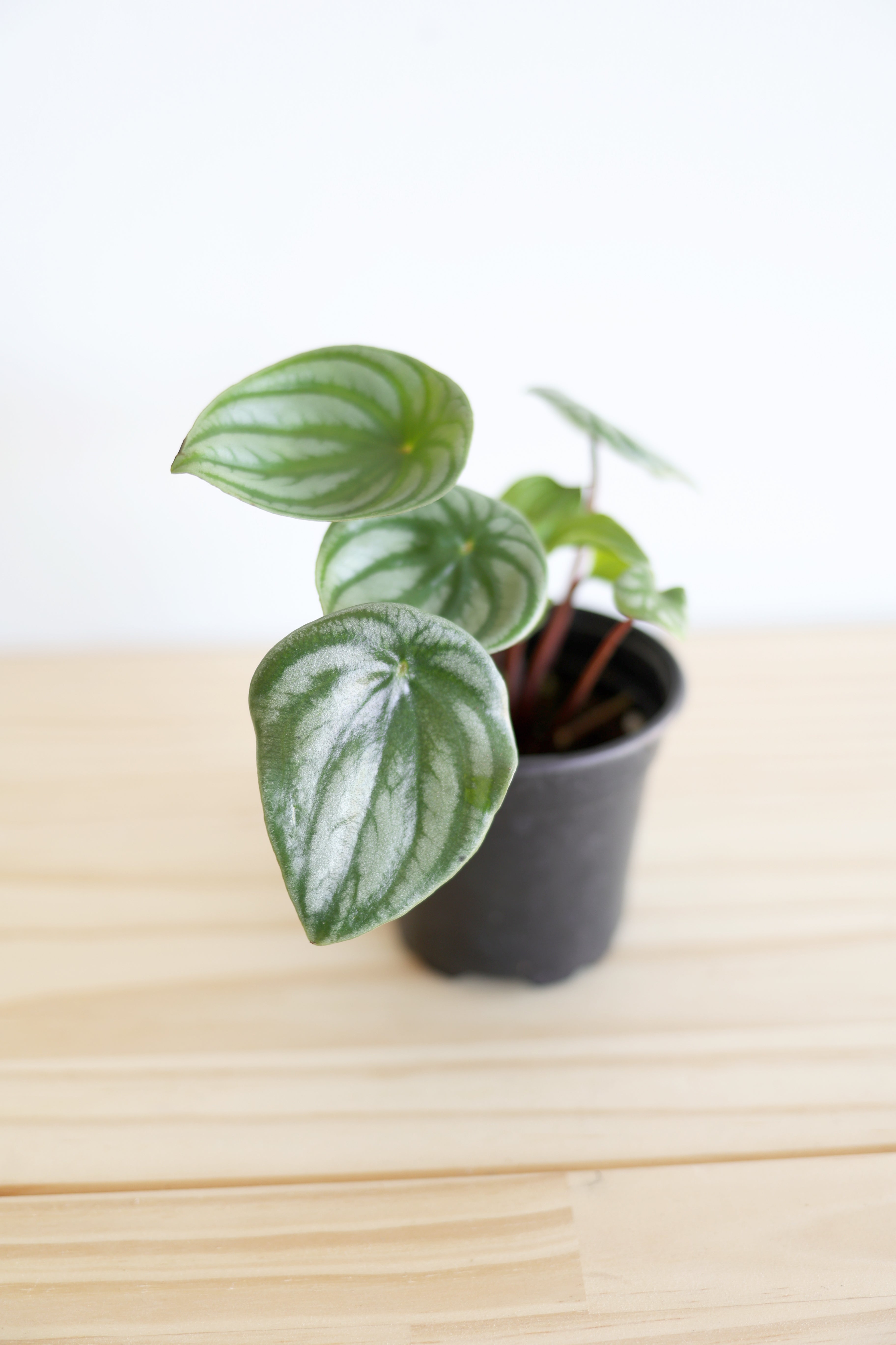 Watermelon Peperomia