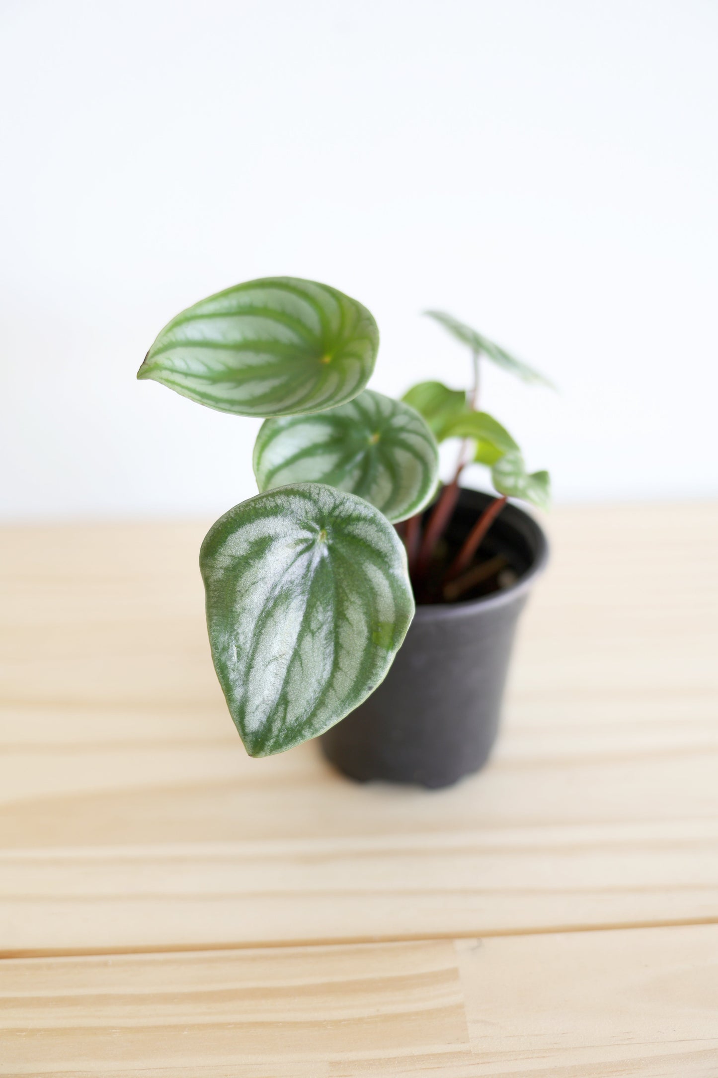 Watermelon Peperomia