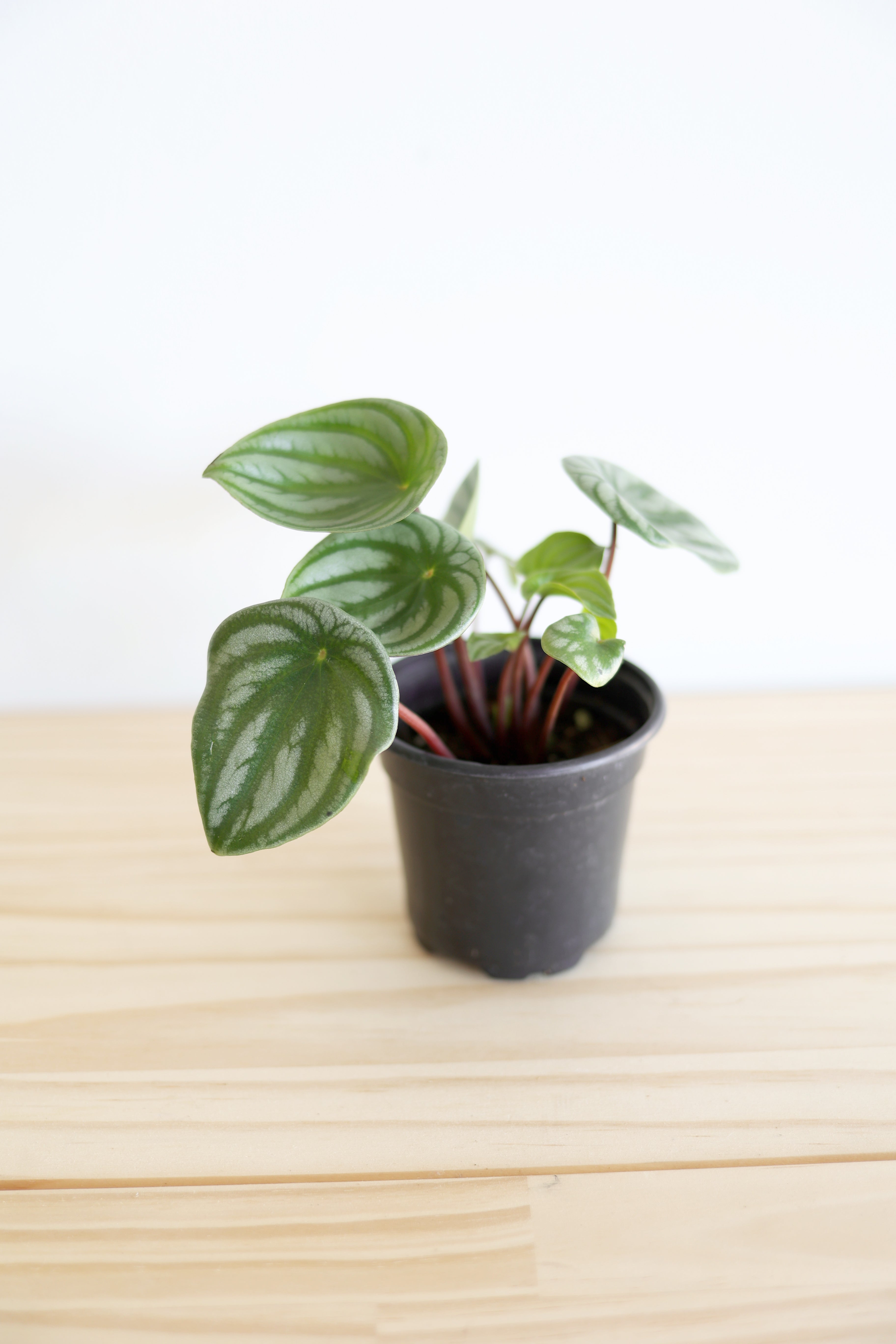 Watermelon Peperomia