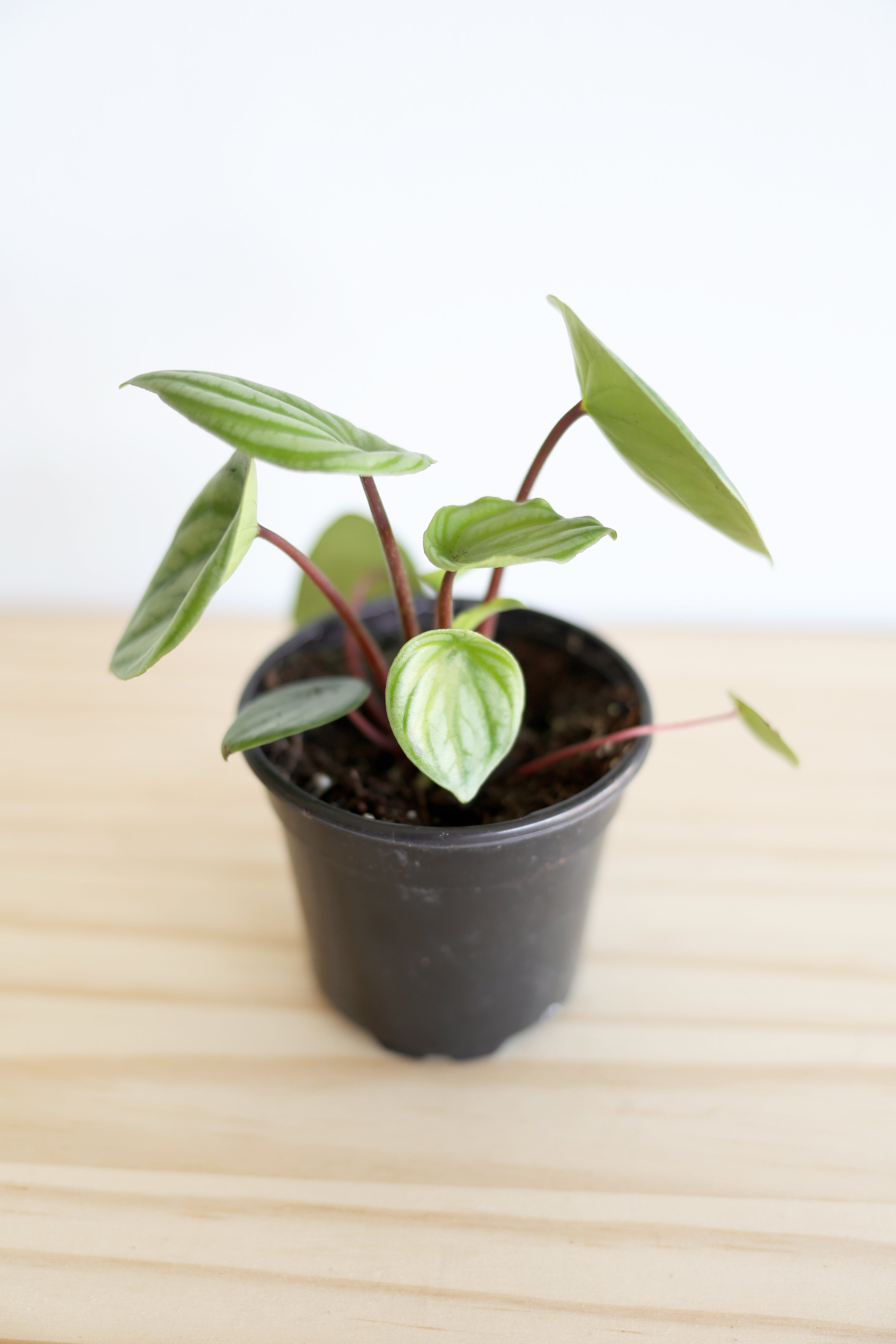 Watermelon Peperomia