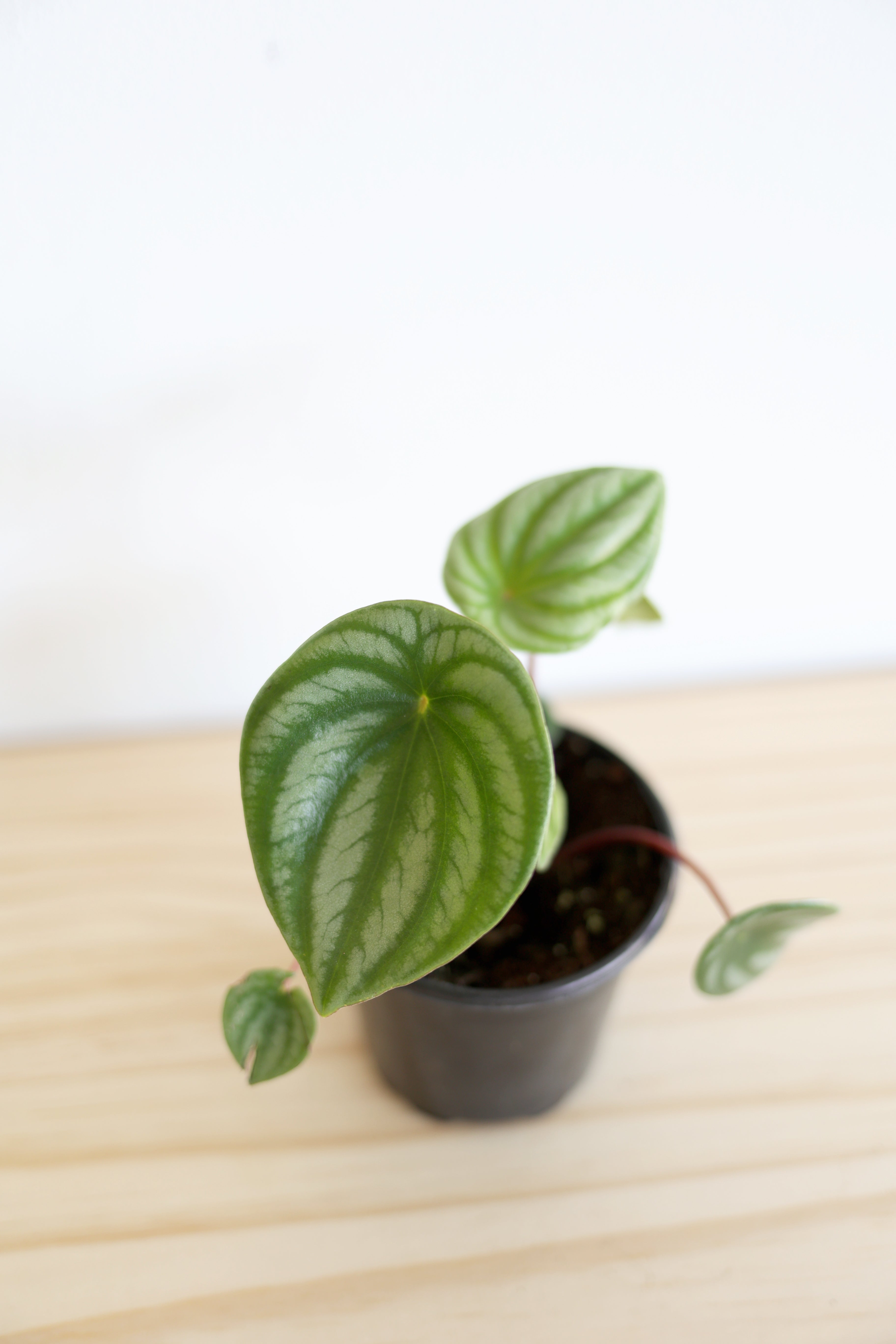 Watermelon Peperomia