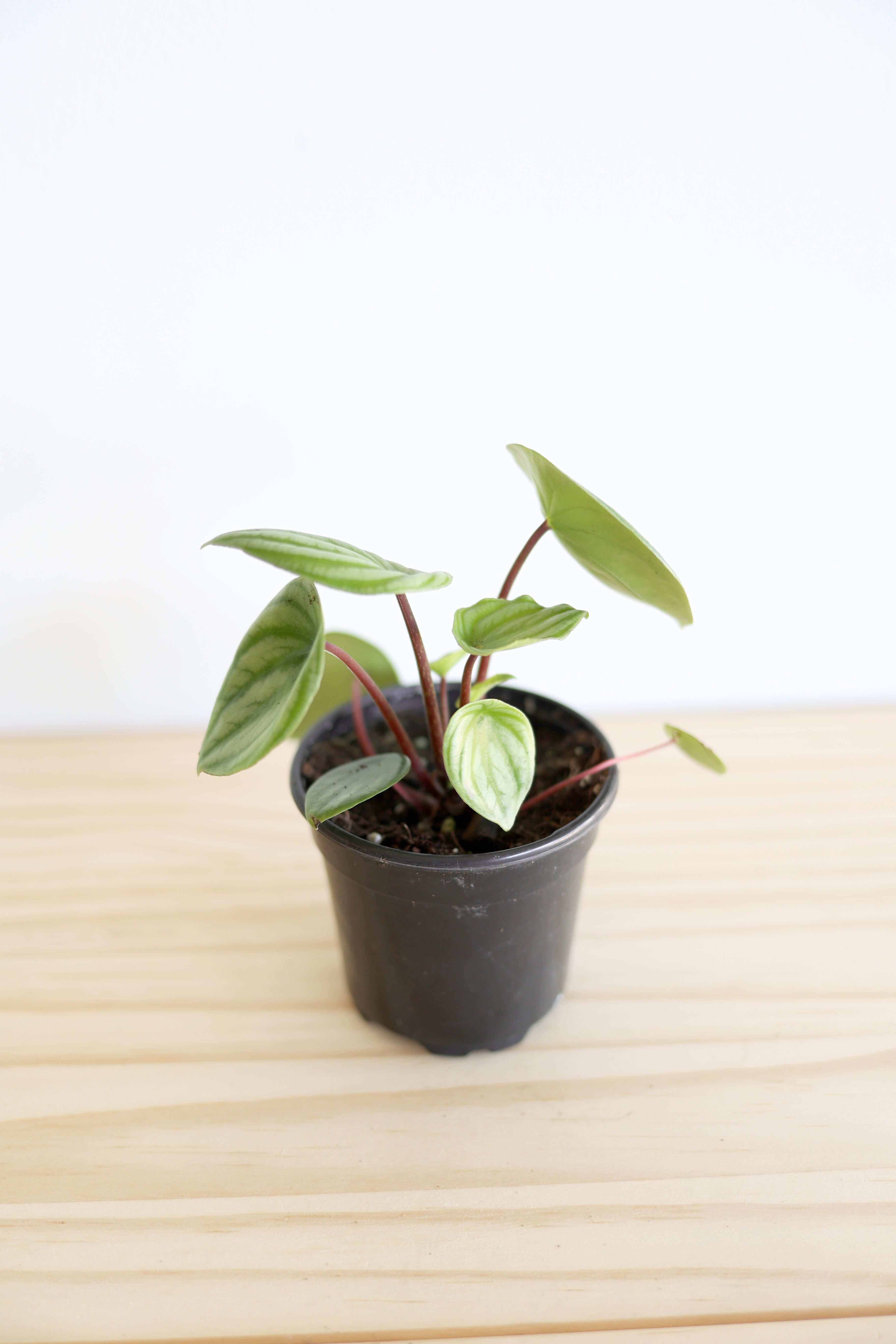 Watermelon Peperomia