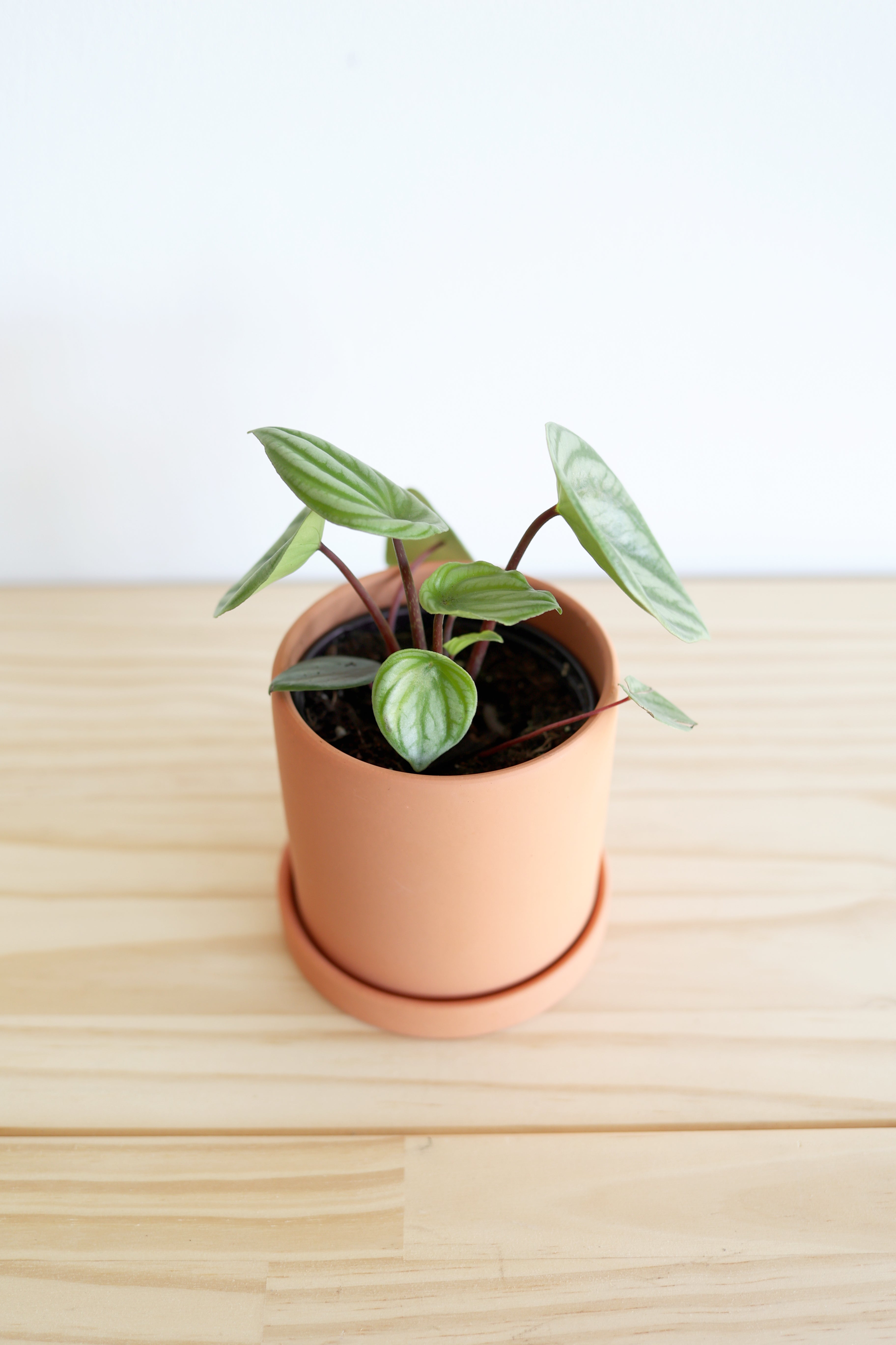 Watermelon Peperomia