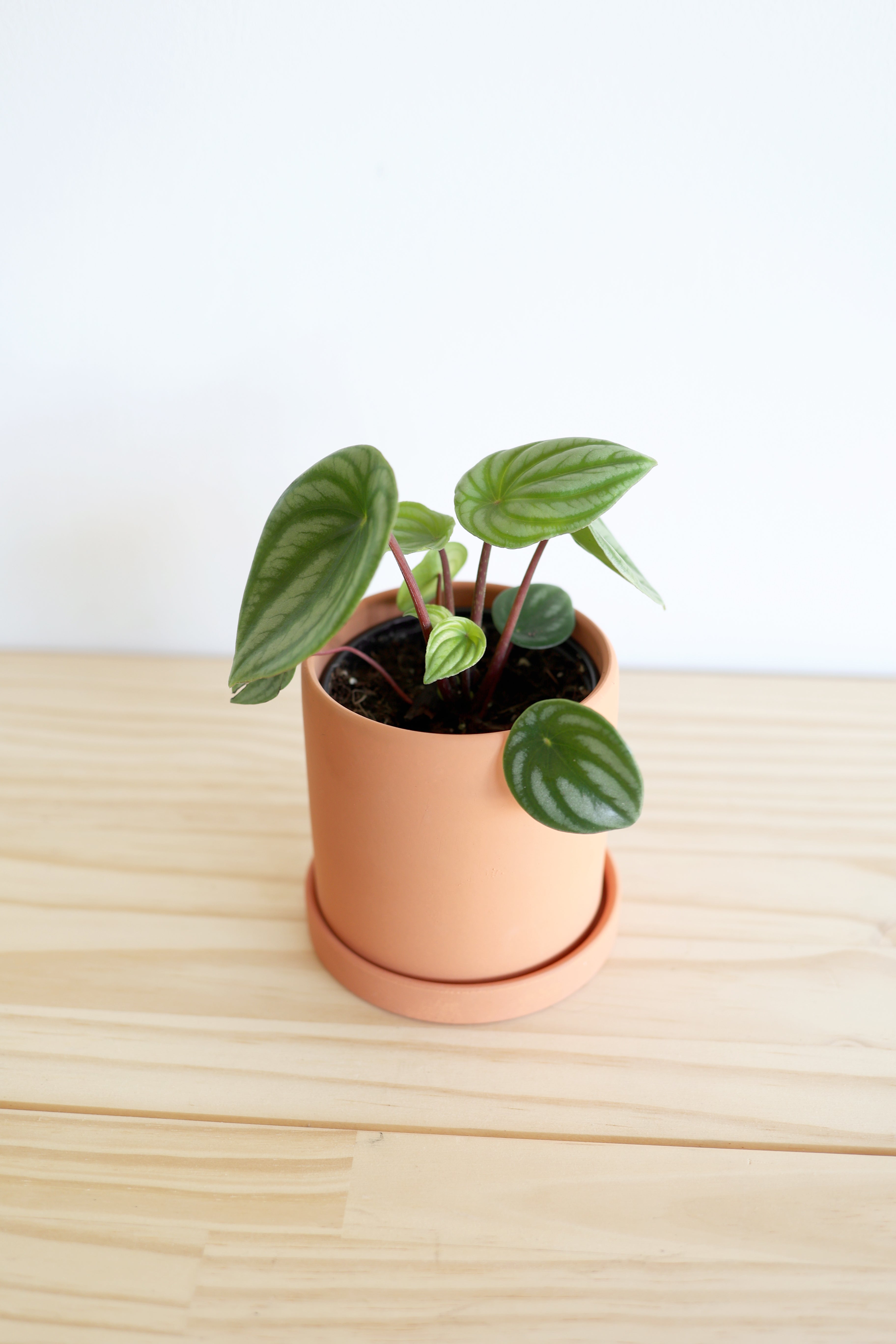 Watermelon Peperomia