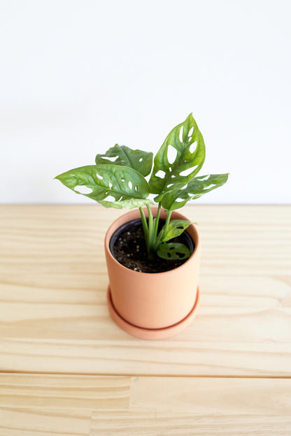 Swiss Cheese Plant