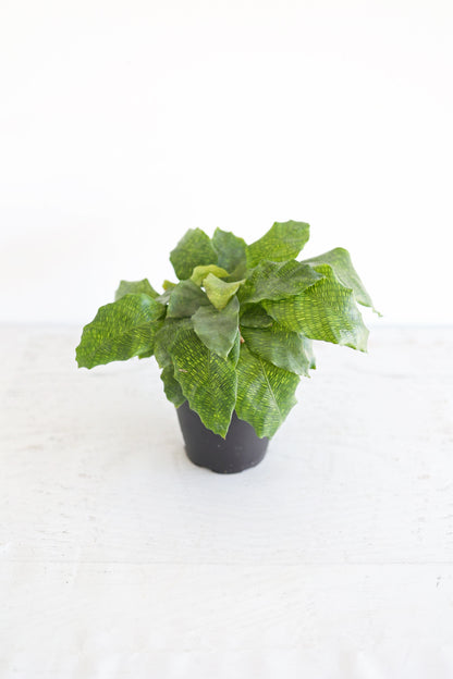 Musaica Calathea
