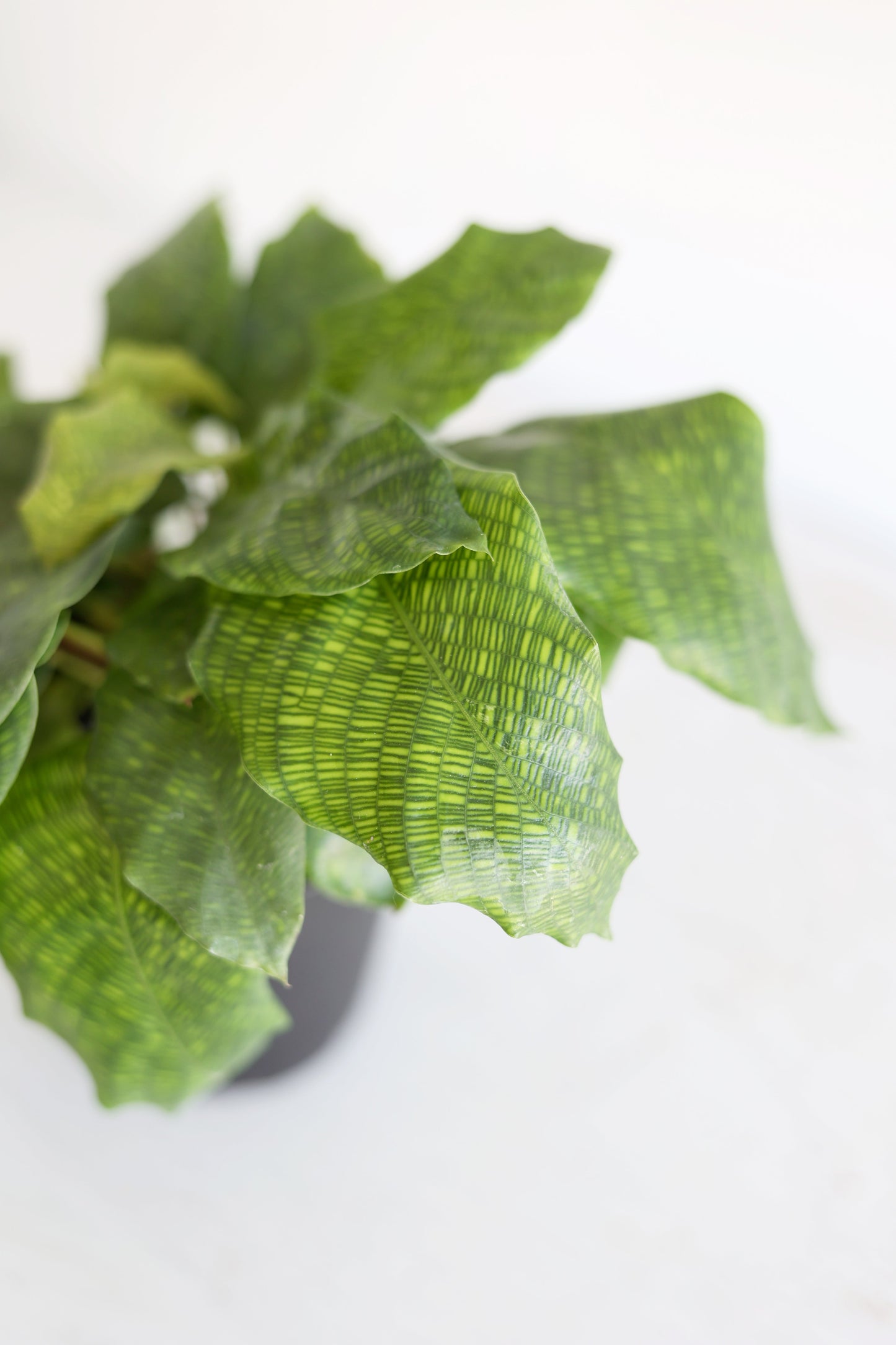 Musaica Calathea