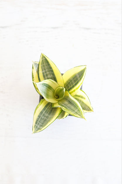 Golden Bird's Nest Snake Plant | 3" pot