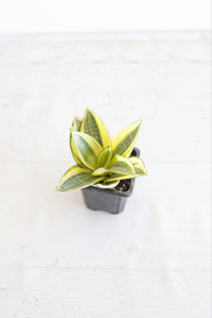 Golden Bird's Nest Snake Plant | 3" pot