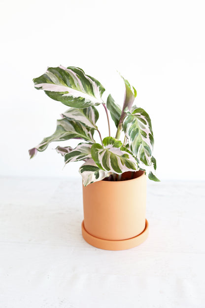 Calathea "Stella"