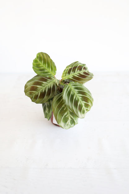 Black Cat Prayer Plant