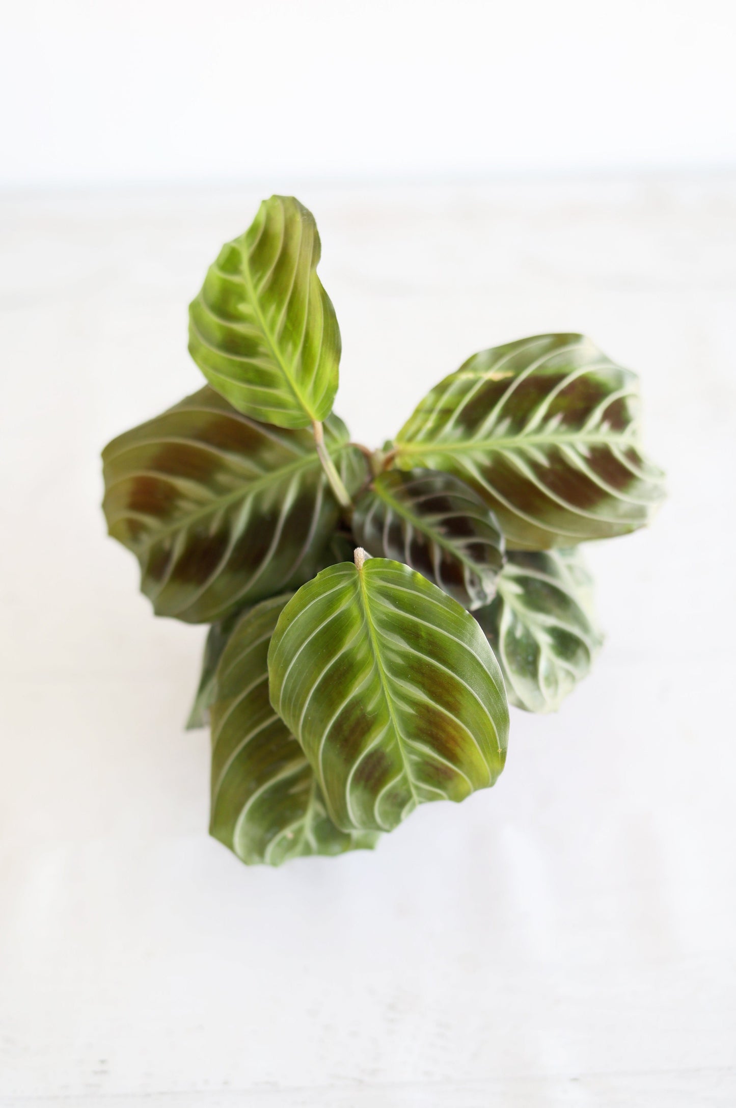 Black Cat Prayer Plant