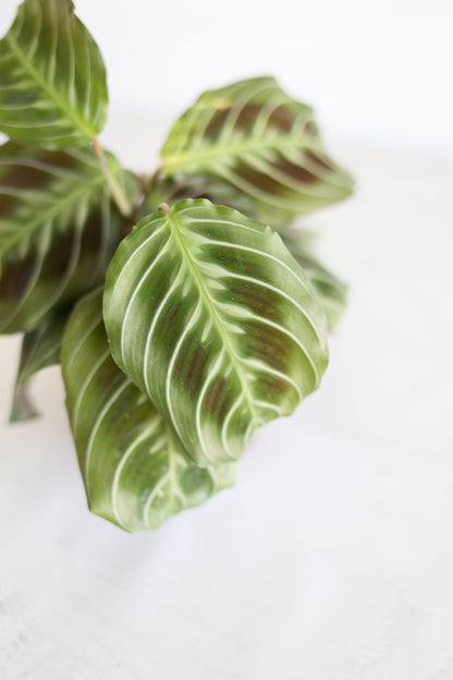 Black Cat Prayer Plant