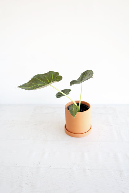 Alocasia "Regal Shield"