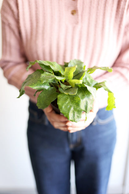 Musaica Calathea