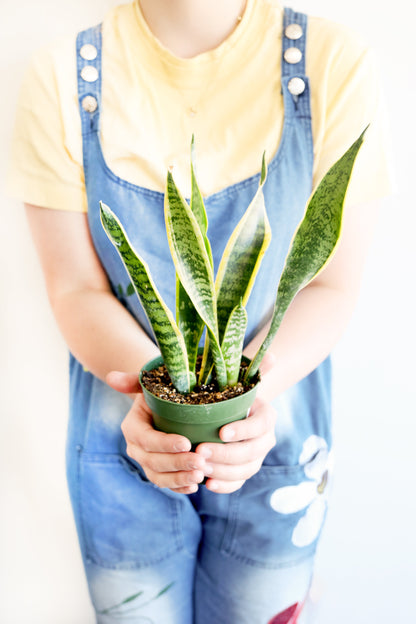 Variegated Snake Plant
