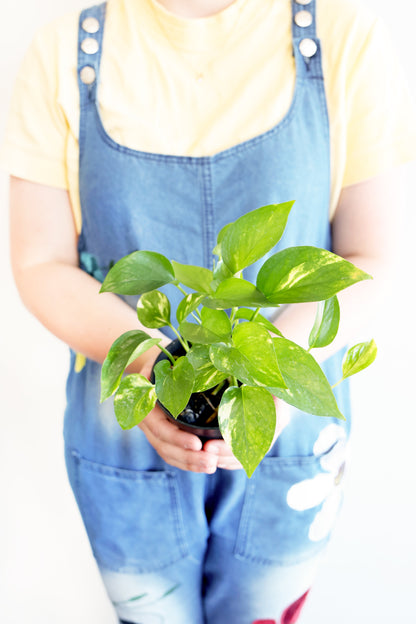 Golden Pothos Plant
