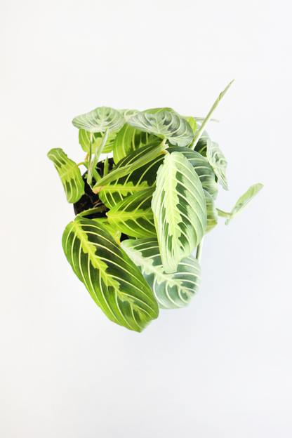 Lemon Lime Prayer Plant