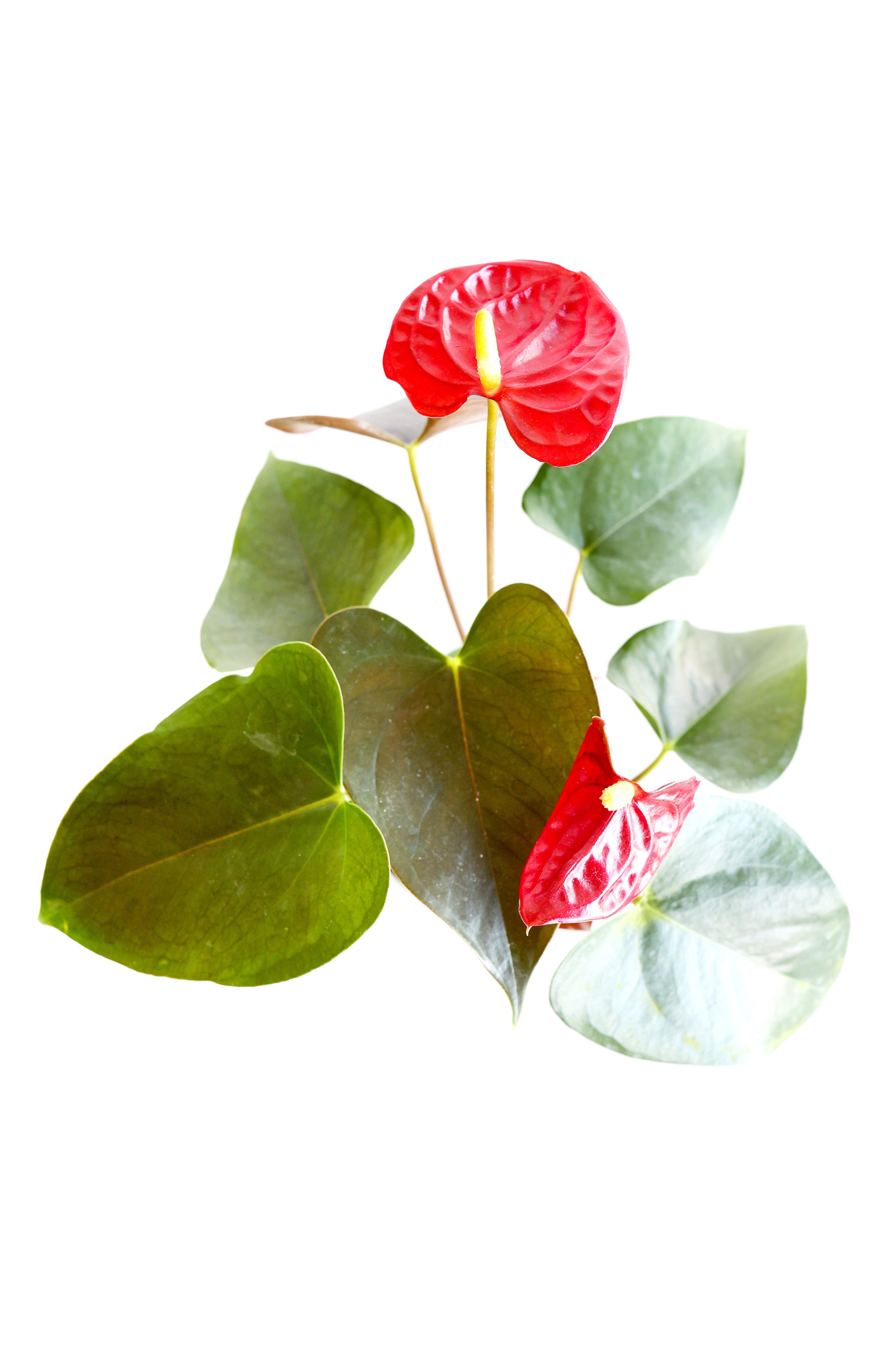 Flamingo Lily