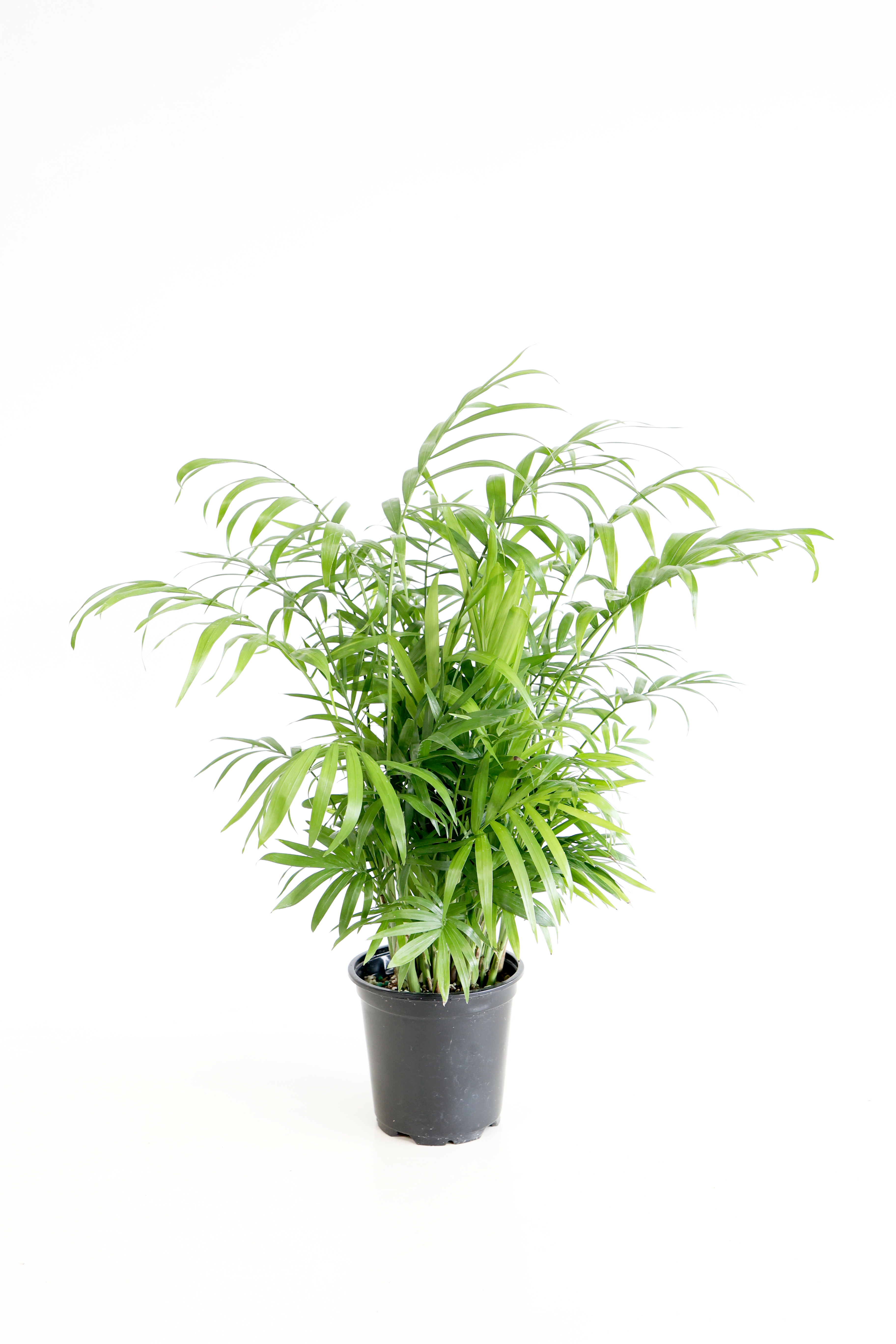 Parlor Palm