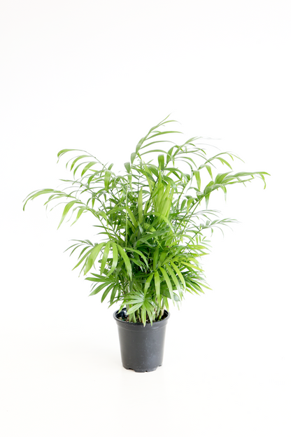 Parlor Palm