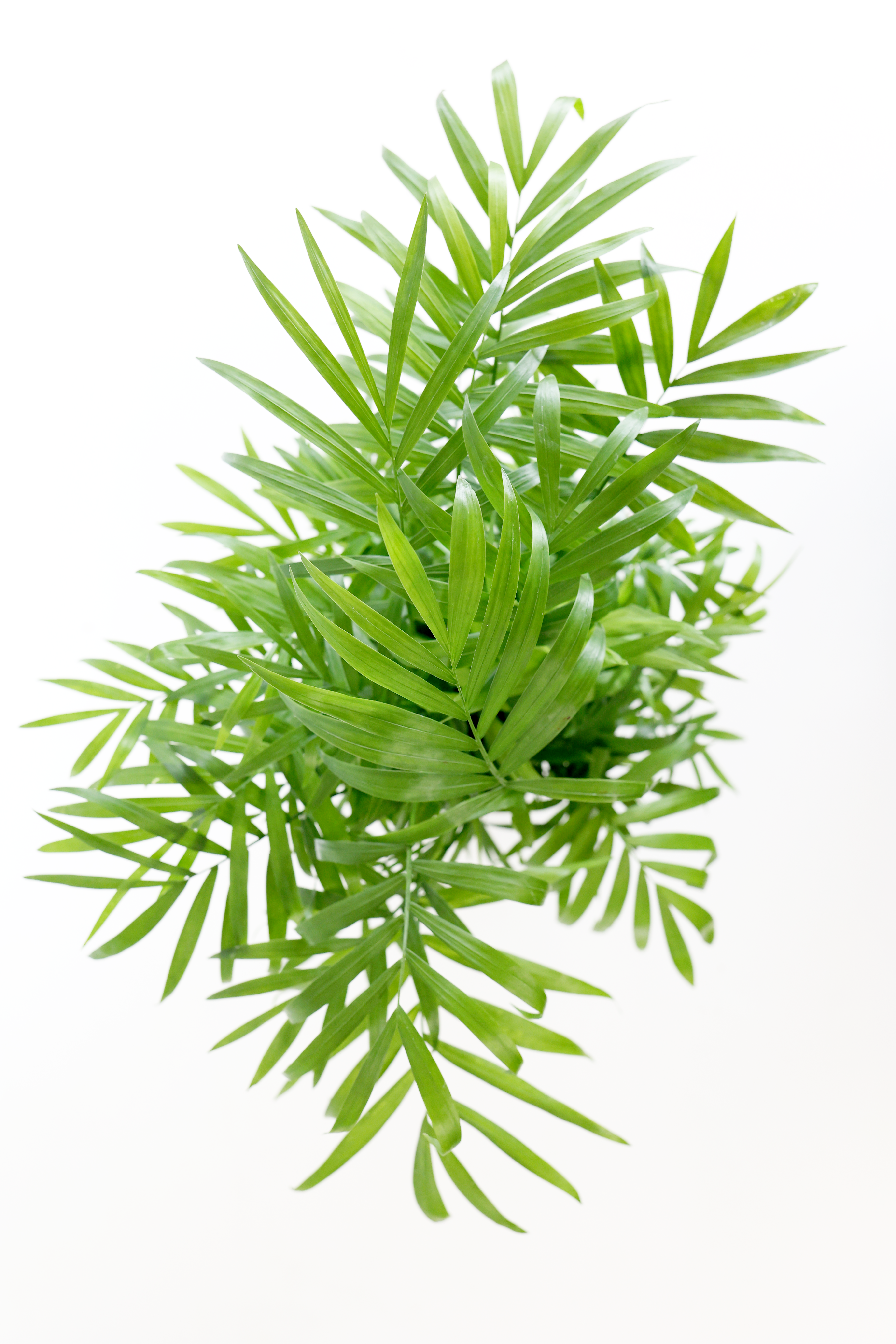 Parlor Palm
