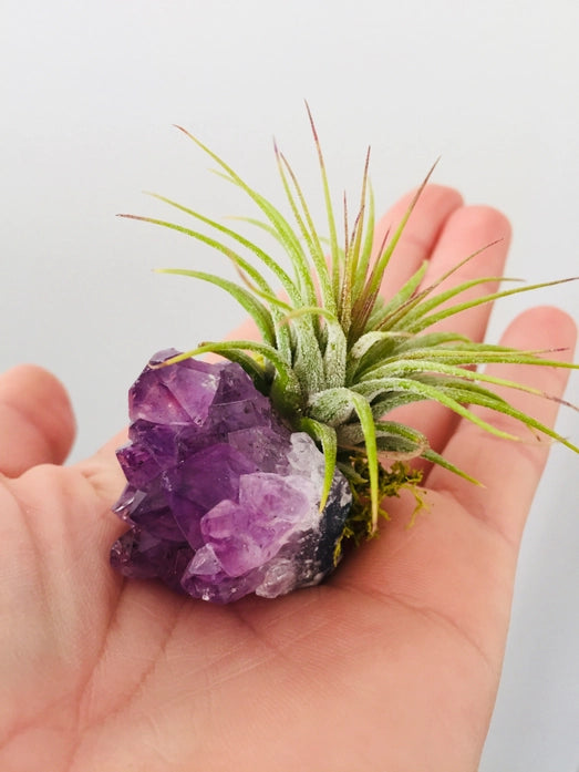 Crystal Air Plants