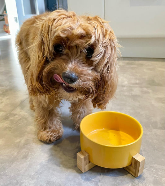 Ceramic Bowl with Bamboo Stand for Dogs & Cats