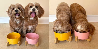 Ceramic Bowl with Bamboo Stand for Dogs & Cats