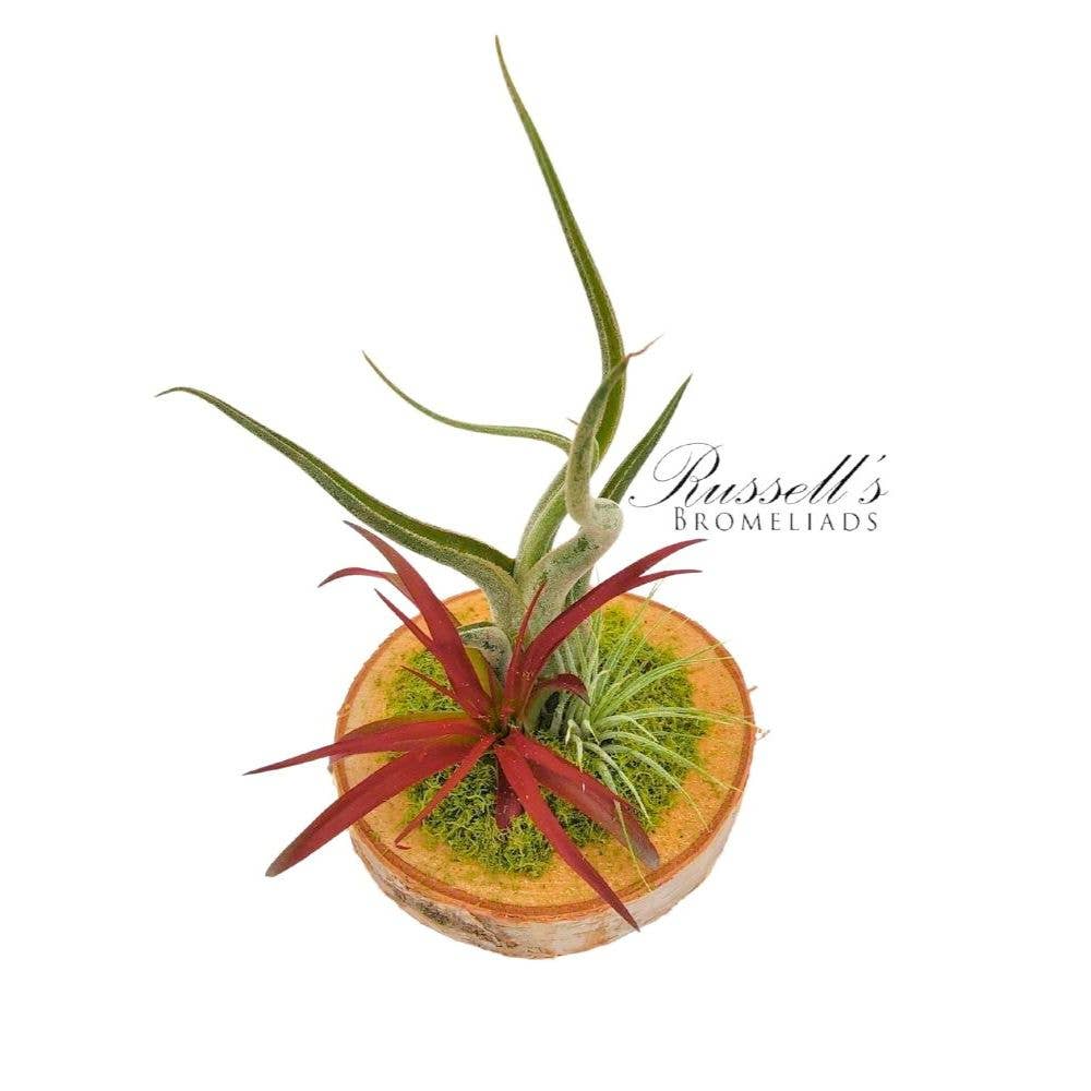 Wood Arrangement with Air Plants