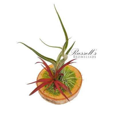 Wood Arrangement with Air Plants