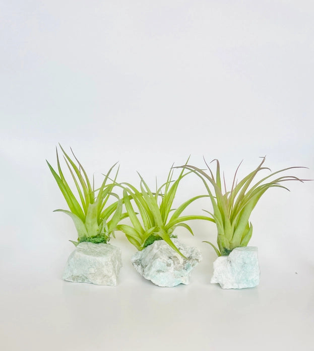 Crystal Air Plants