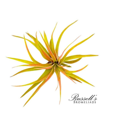 Velutina Air Plant, 2-3"