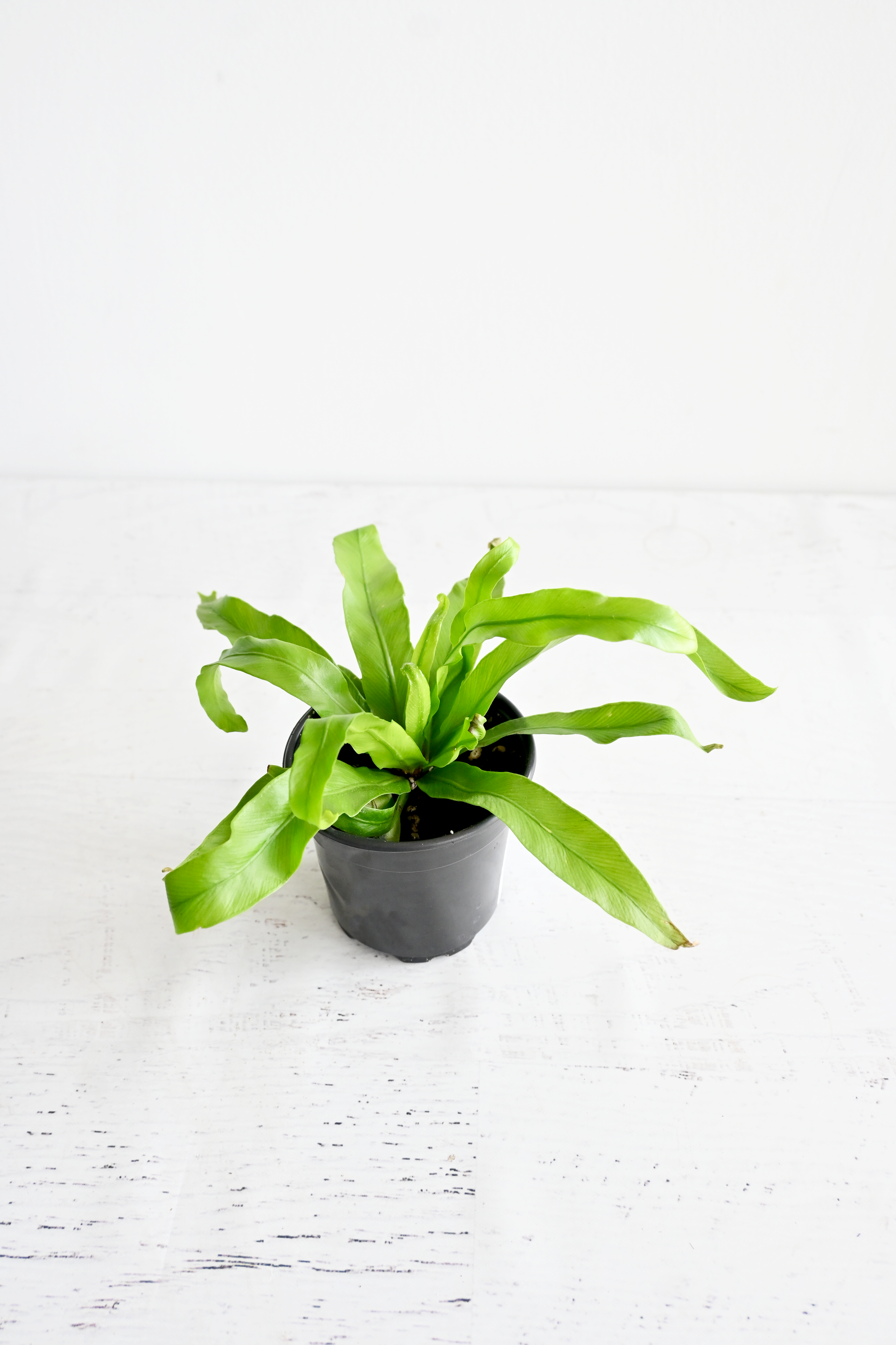 Bird's Nest Fern – RadioActive Threads