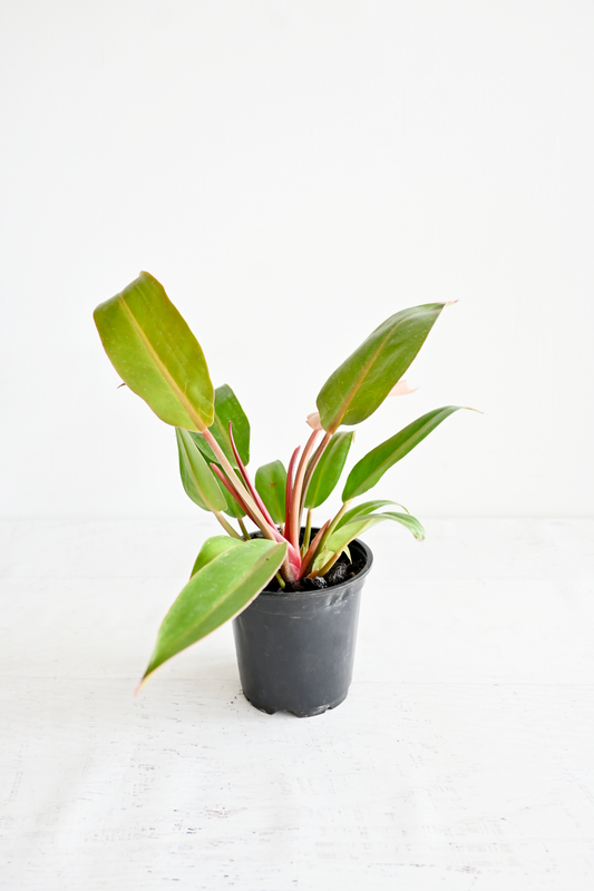 Prince of Orange Philodendron