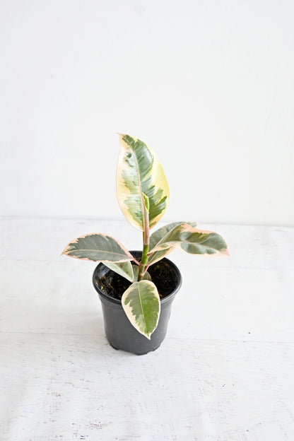 Variegated Rubber Plant