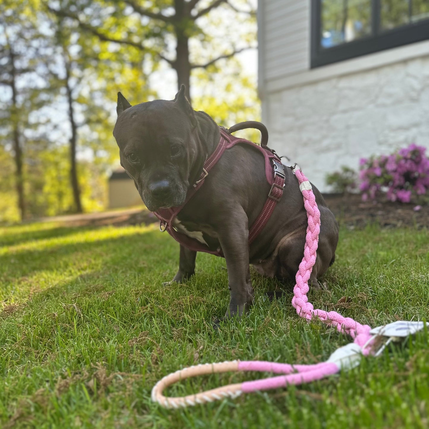 Xena Wanderlust Dog Leash Collection by Monli Pets