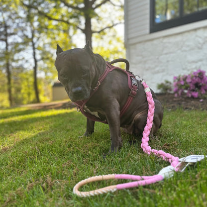Xena Wanderlust Dog Leash Collection by Monli Pets