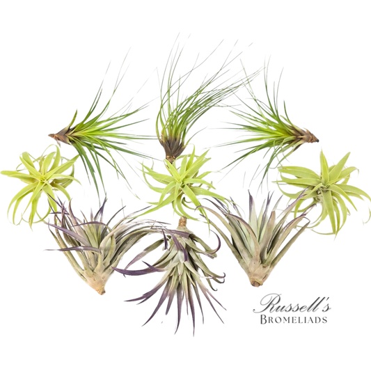 Air Plant