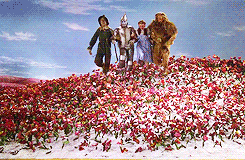 We're Off To See The Wizard
