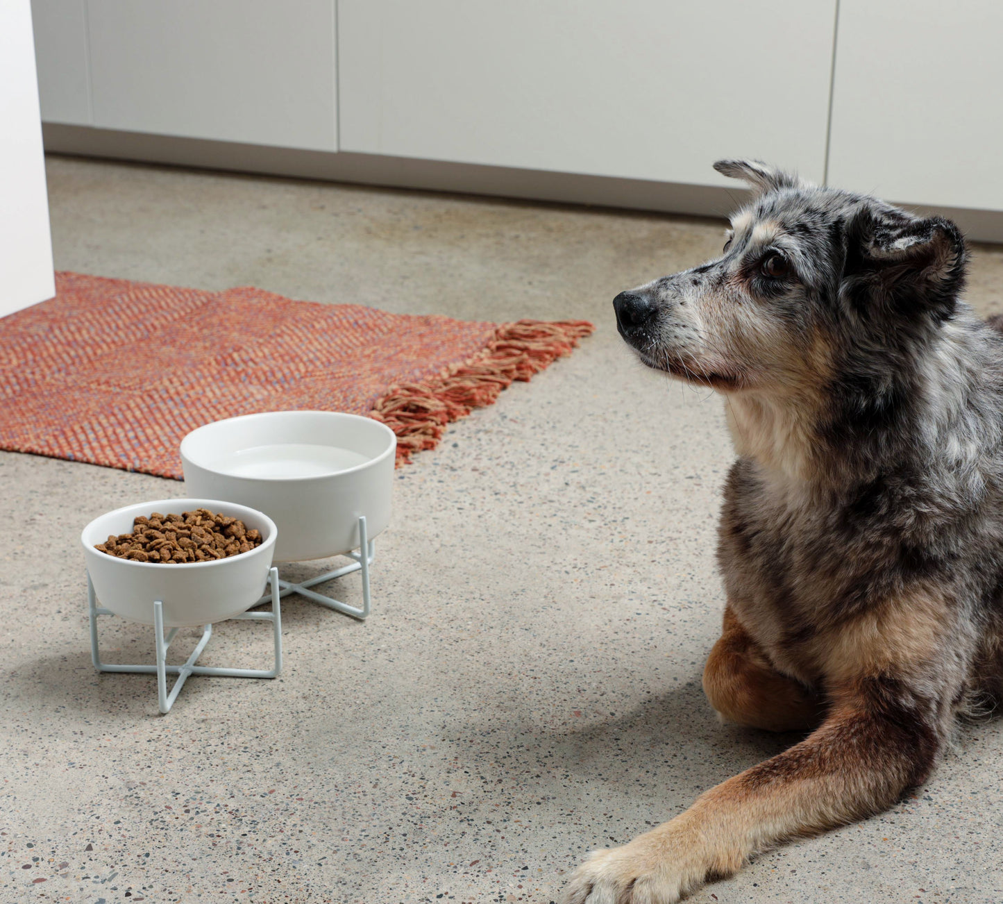 Simple Solid Bowl + Dog Bowl Stand