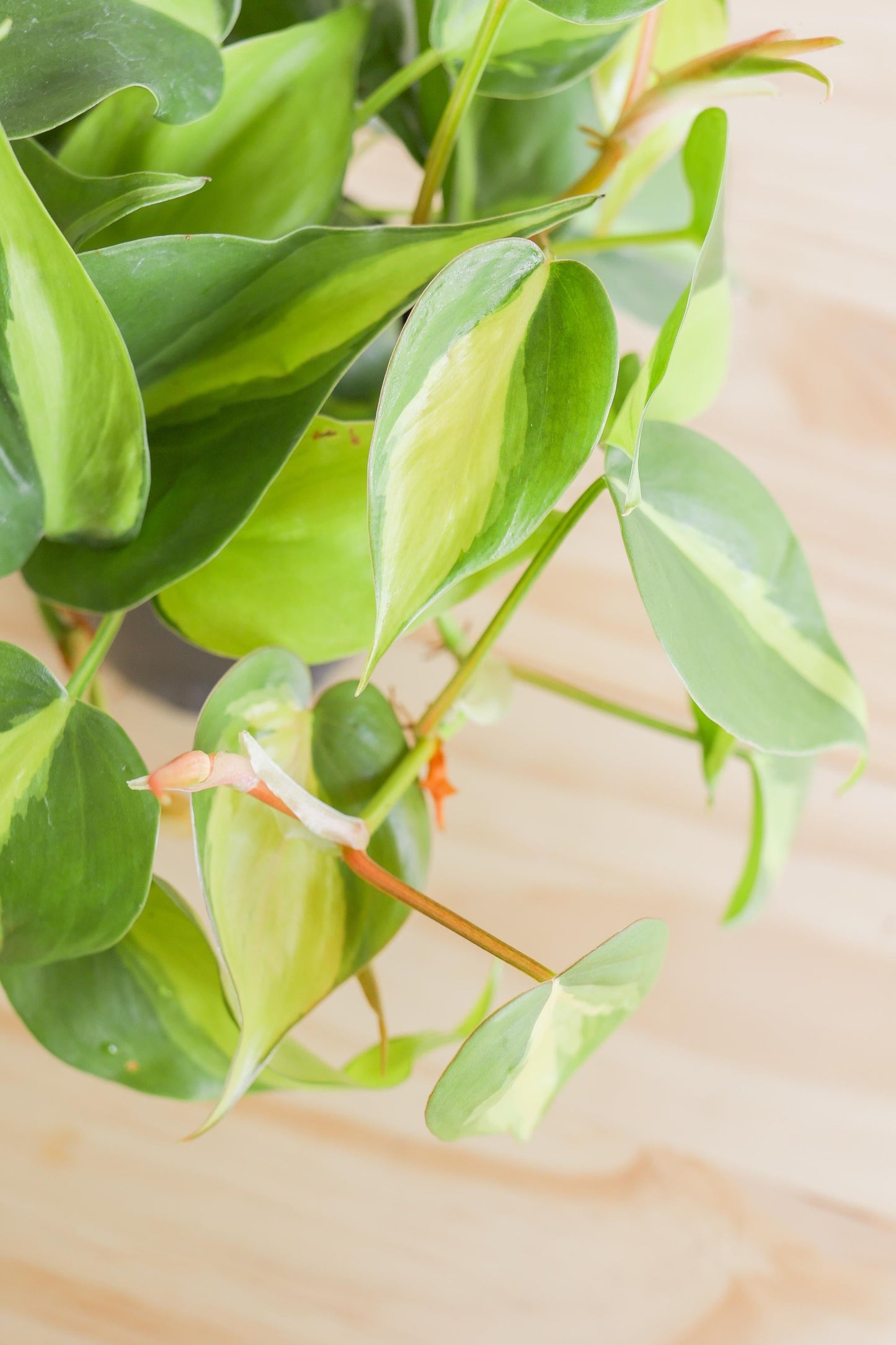 Brazil Philodendron