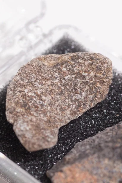 Dinosaur Bone Fossil Fragments