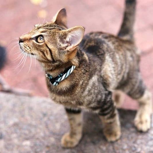Cat Collar Breakaway Agave