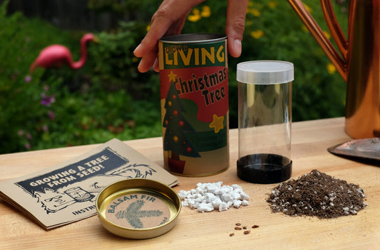 Living Christmas Tree Grow Kit
