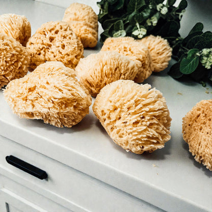 Dead Sea Sponge